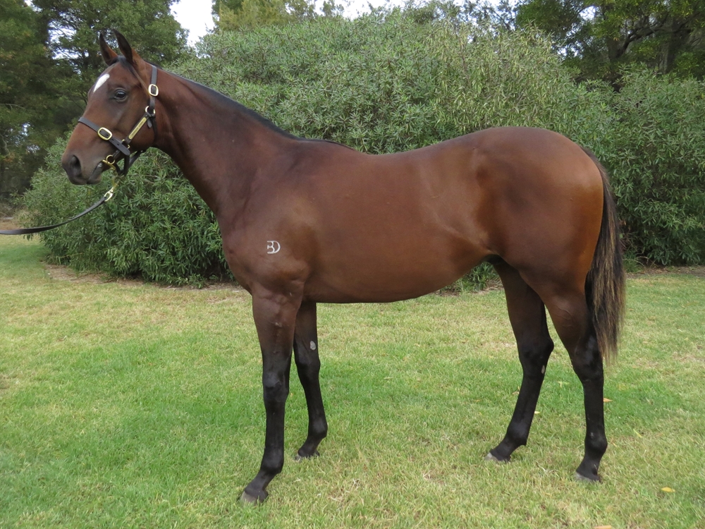 Supido (AUS) / First Pirouette (AUS) 2023 Colt - Image 1