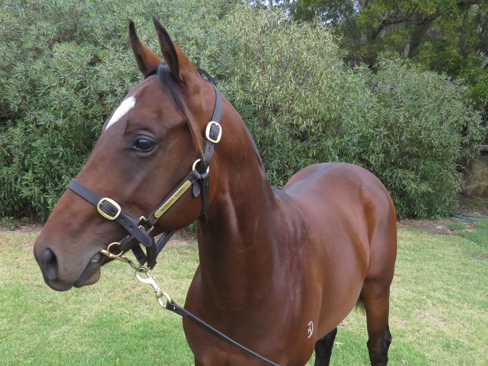 Supido (AUS) / First Pirouette (AUS) 2023 Colt - Image 2