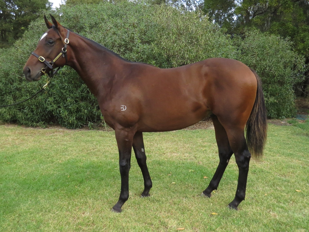 Supido (AUS) / First Pirouette (AUS) 2023 Colt - Image 3