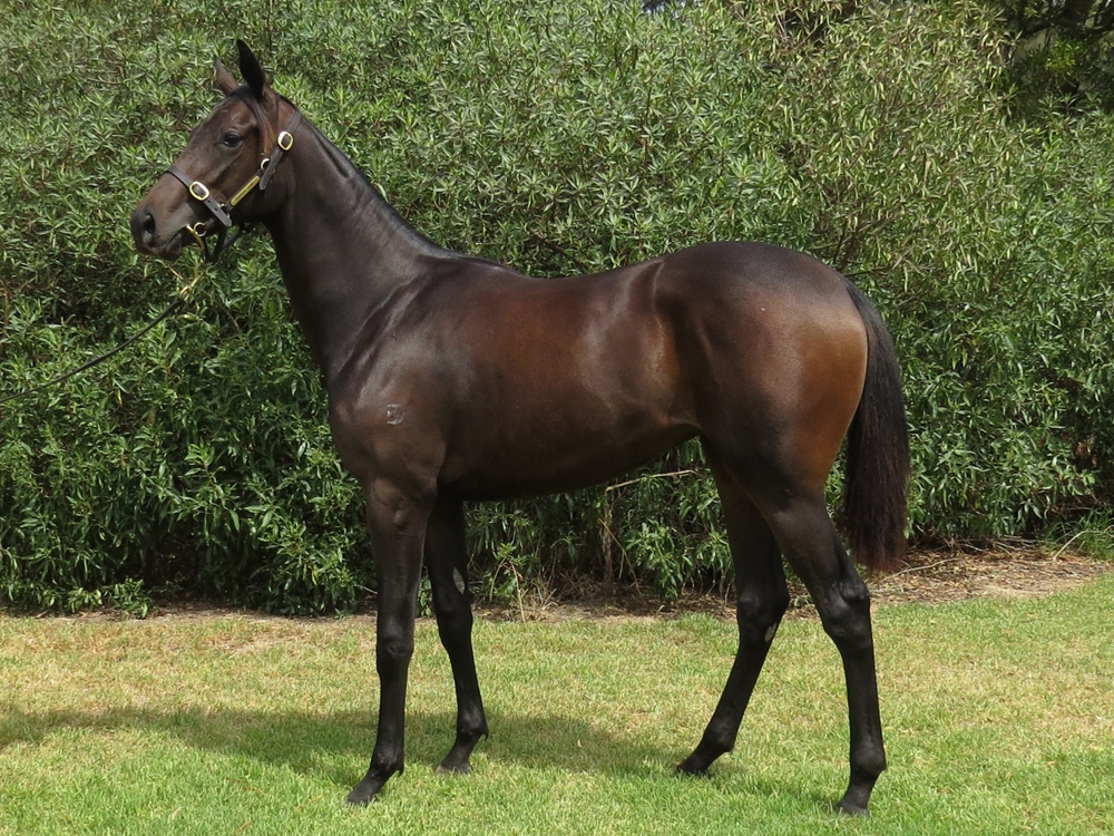 Royal Meeting (IRE) / Jivochka (AUS) 2023 Filly - Image 1