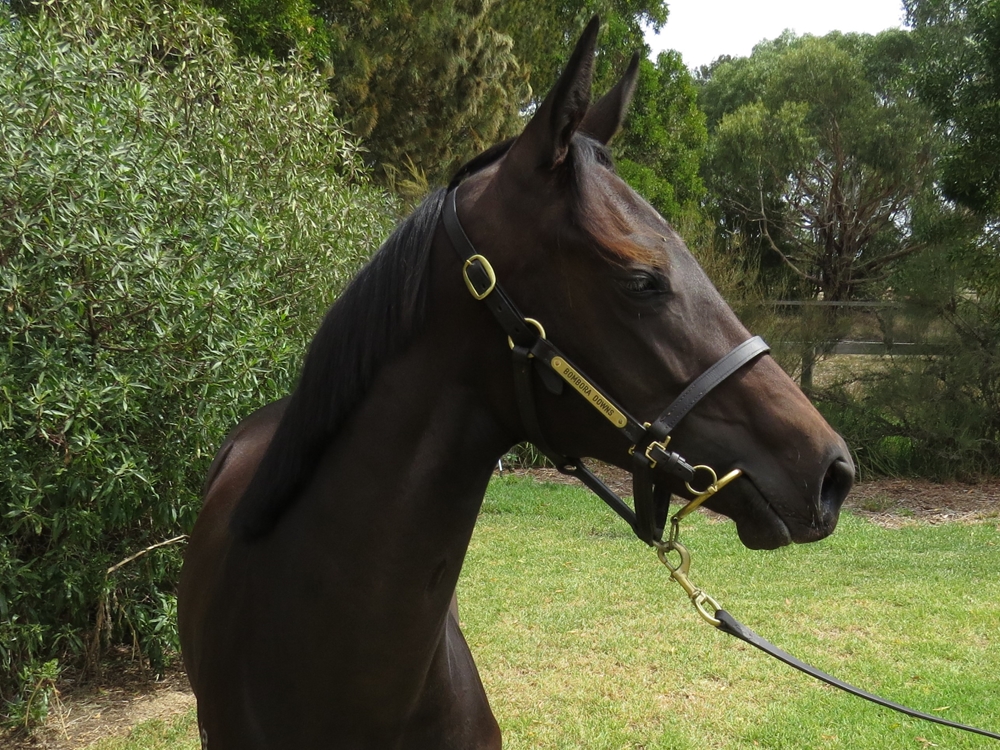 Royal Meeting (IRE) / Jivochka (AUS) 2023 Filly - Image 2