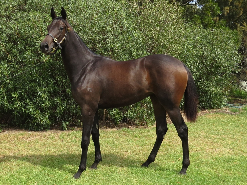 Royal Meeting (IRE) / Jivochka (AUS) 2023 Filly - Image 3