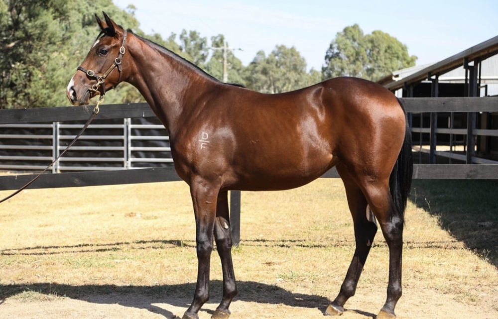King's Legacy (AUS) / Muchas Coronas (AUS) 2023 Filly - Image 1