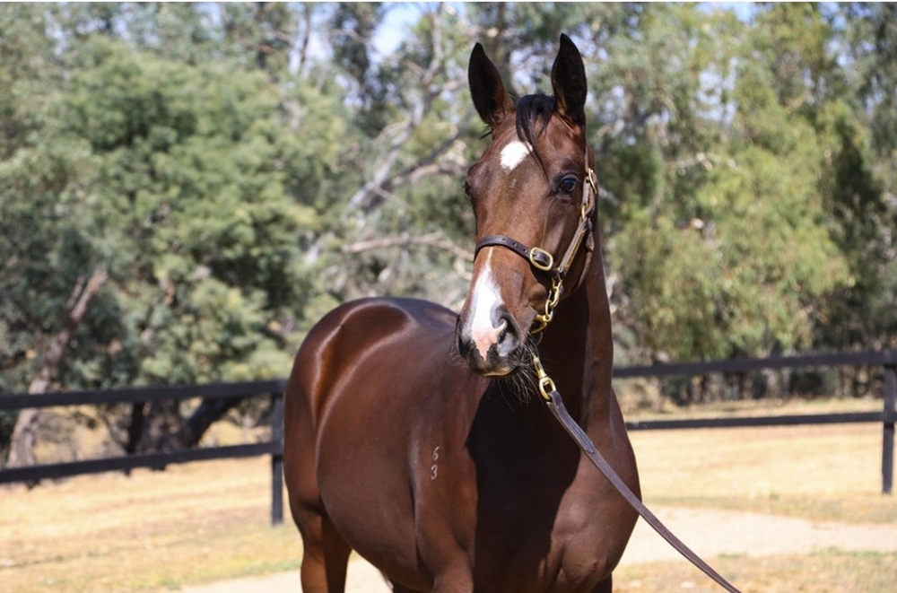 King's Legacy (AUS) / Muchas Coronas (AUS) 2023 Filly - Image 2