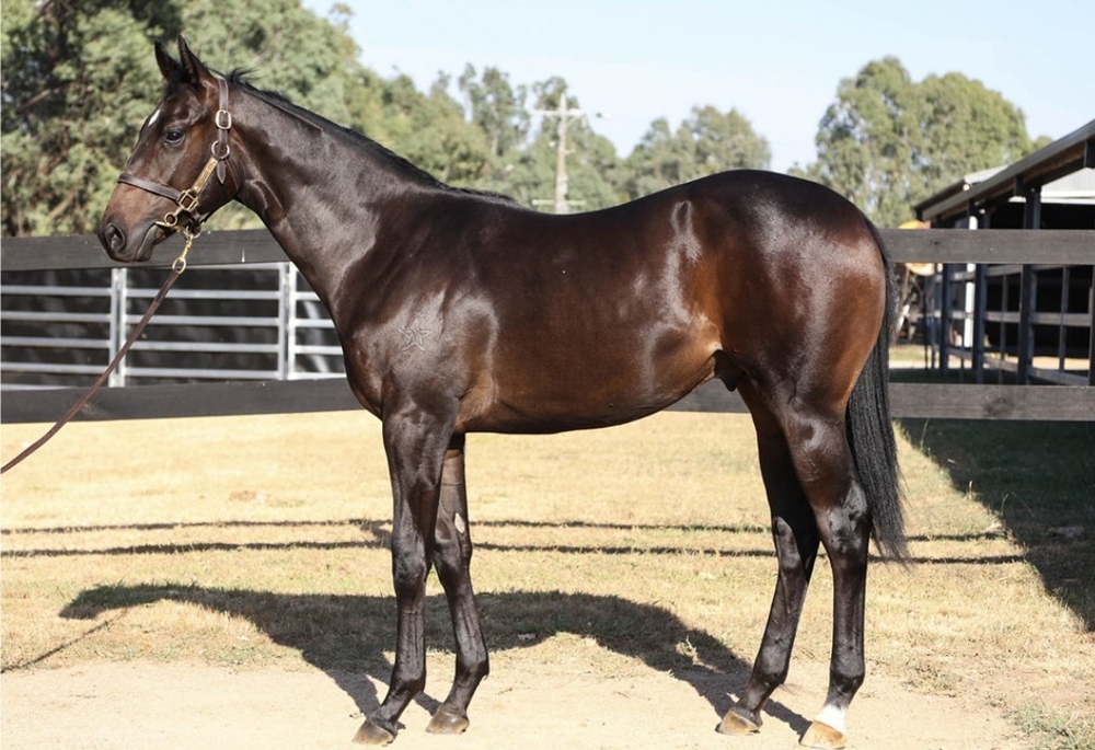 I Am Immortal (AUS) / Sienna Sunrise (NZ) 2023 Colt - Image 1