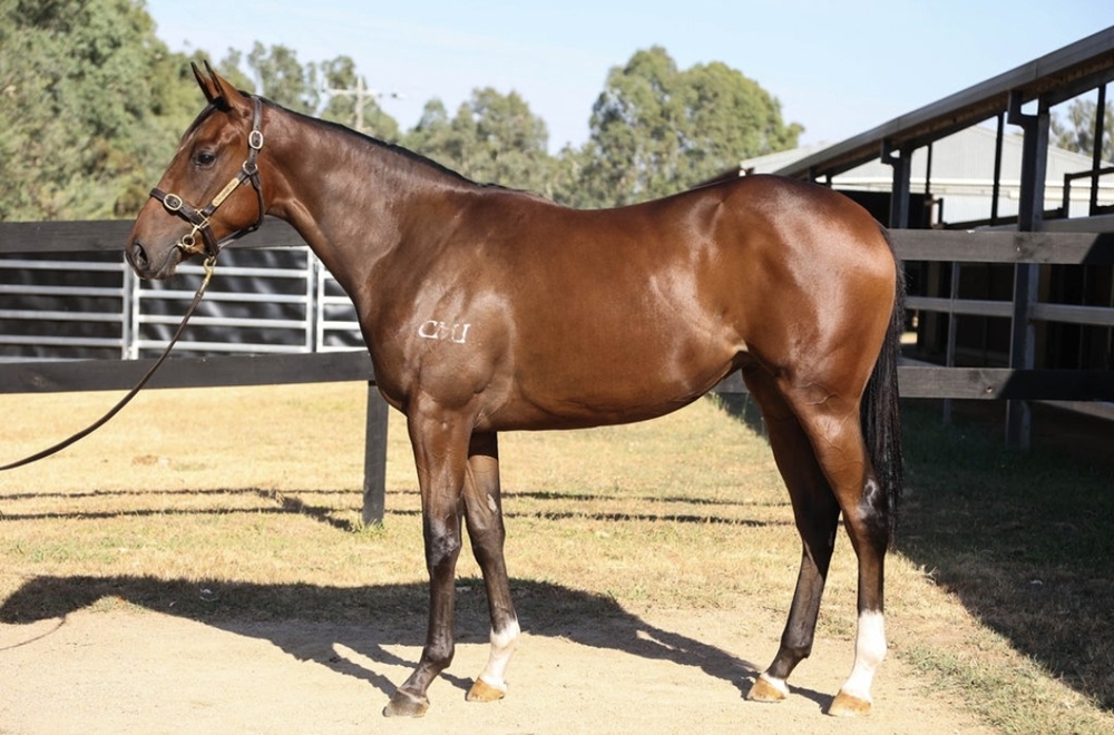 Fierce Impact (JPN) / Under the Stars (AUS) 2023 Filly - Image 1