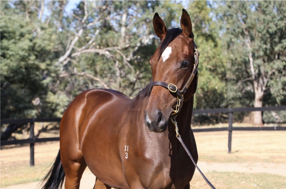 Fierce Impact (JPN) / Under the Stars (AUS) 2023 Filly - Image 2