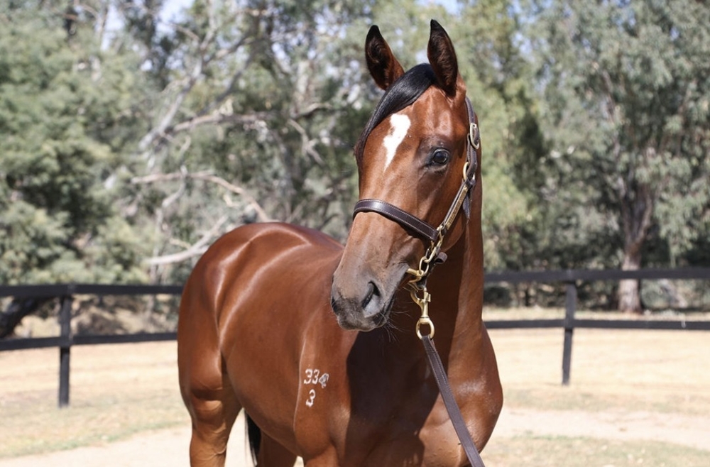 Grunt (NZ) / Wild Impact (JPN) 2023 Filly - Image 1