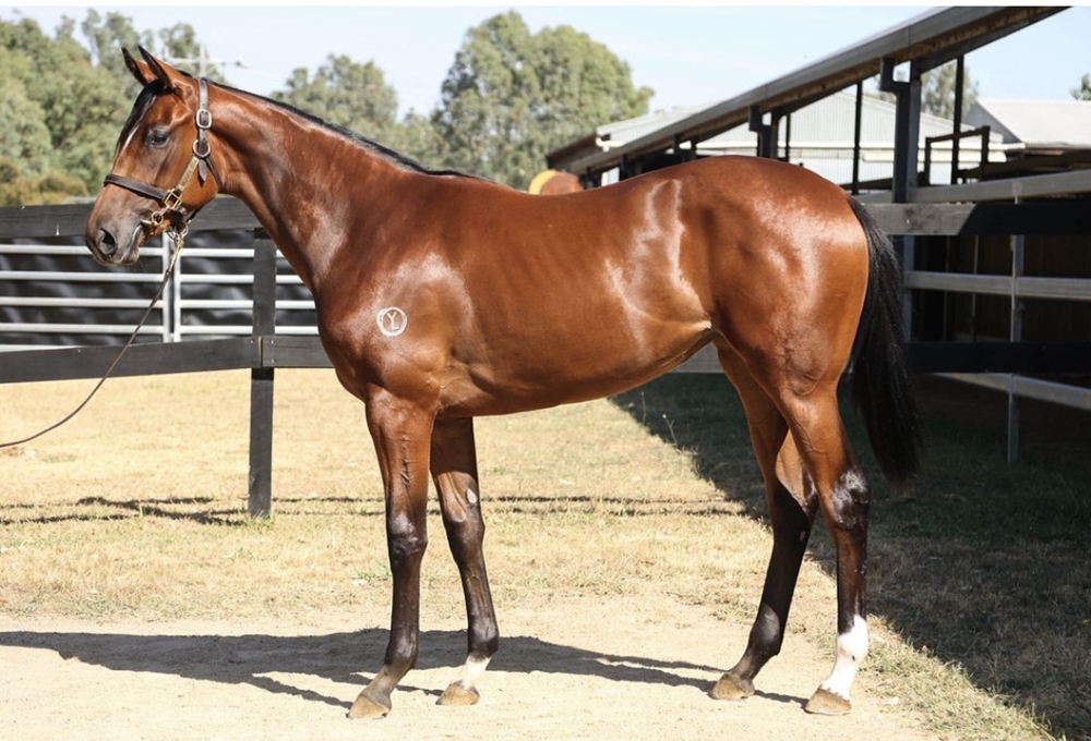 Grunt (NZ) / Wild Impact (JPN) 2023 Filly - Image 2