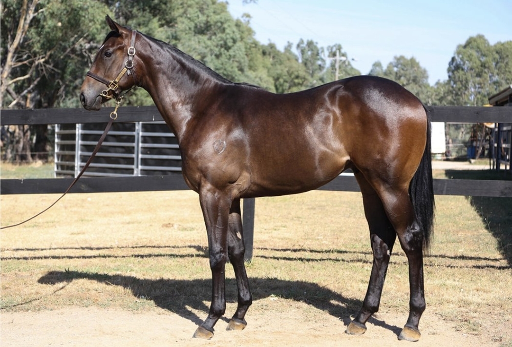 Hanseatic (AUS) / Comearoundsundown (AUS) 2023 Colt - Image 1