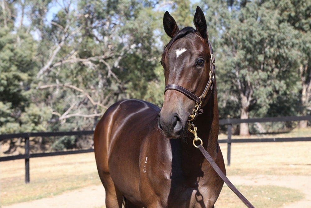 Hanseatic (AUS) / Comearoundsundown (AUS) 2023 Colt - Image 2