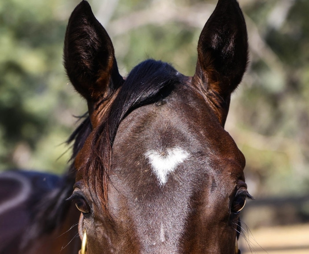 Hanseatic (AUS) / Comearoundsundown (AUS) 2023 Colt - Image 3