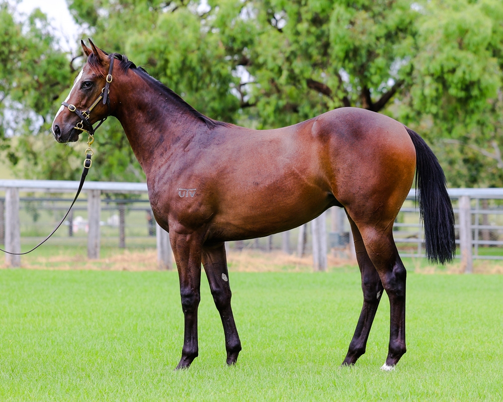 Cosmic Force (AUS) / Willyama (AUS) 2023 Colt - Image 1