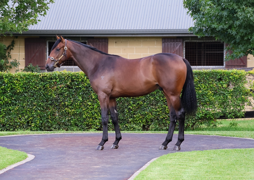 Tarzino (NZ) / Overreactive (AUS) 2023 Colt - Image 1