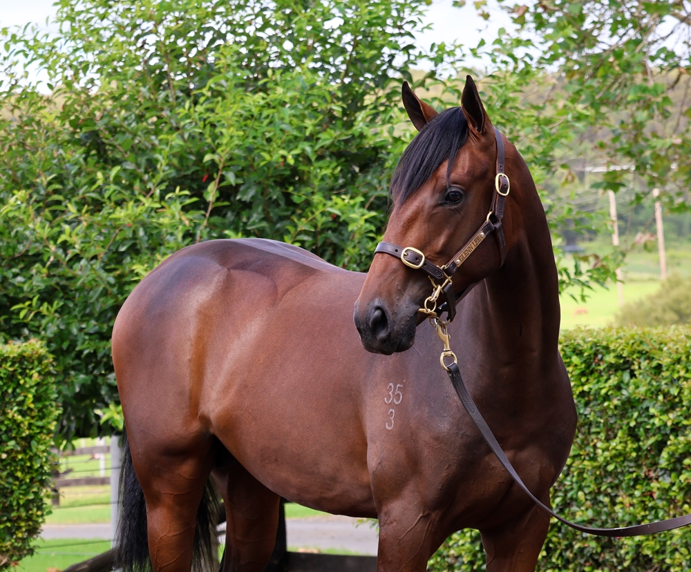 Tarzino (NZ) / Overreactive (AUS) 2023 Colt - Image 2