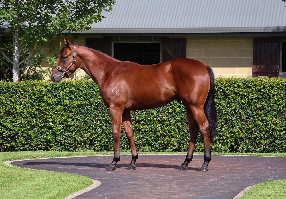 Profiteer (AUS) / Flash Target (AUS) 2023 Colt - Image 1