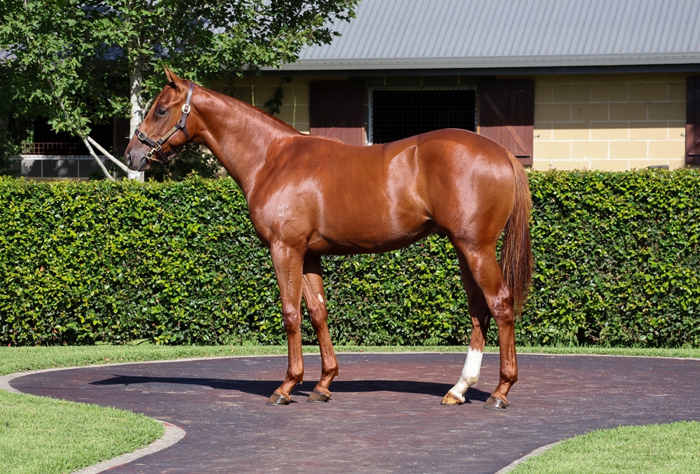 Saxon Warrior (JPN) / Joliette (NZ) 2023 Colt - Image 1