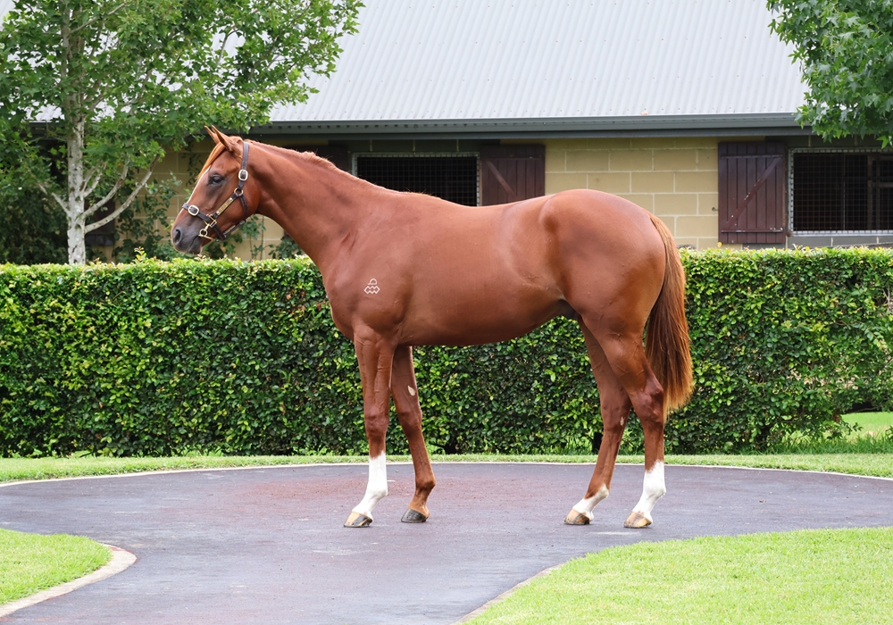 Castelvecchio (AUS) / Kebede (AUS) 2023 Colt - Image 1