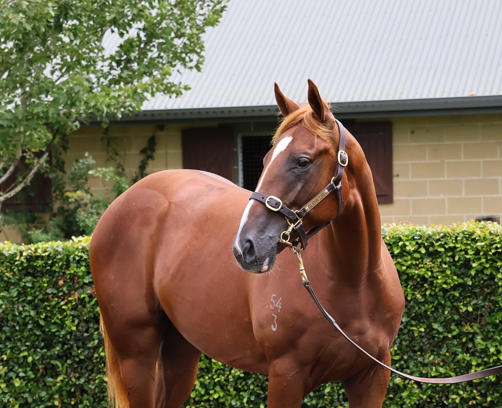 Admire Mars (JPN) / Fast Eva (AUS) 2023 Colt - Image 2