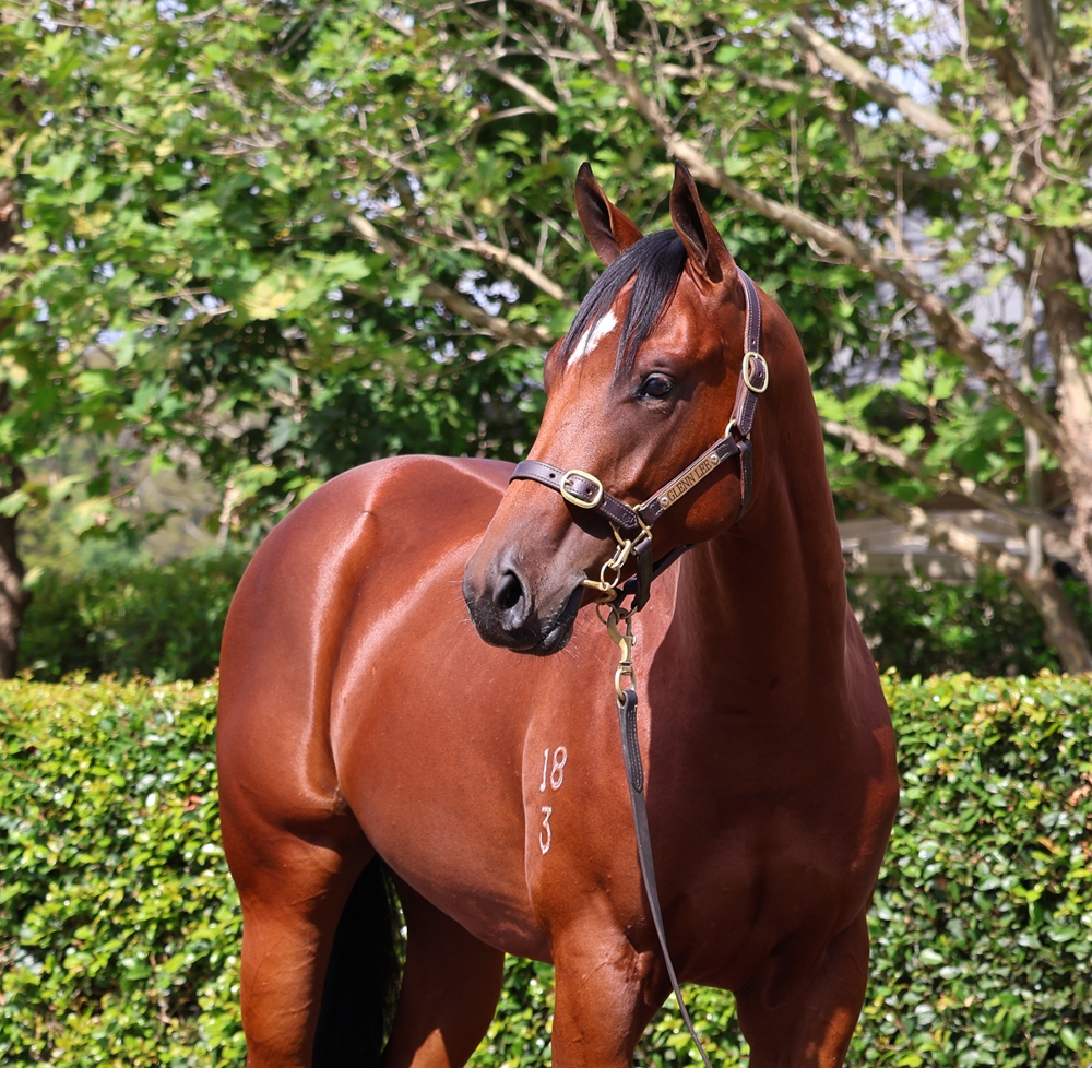 Profiteer (AUS) / Flash Target (AUS) 2023 Colt - Image 2