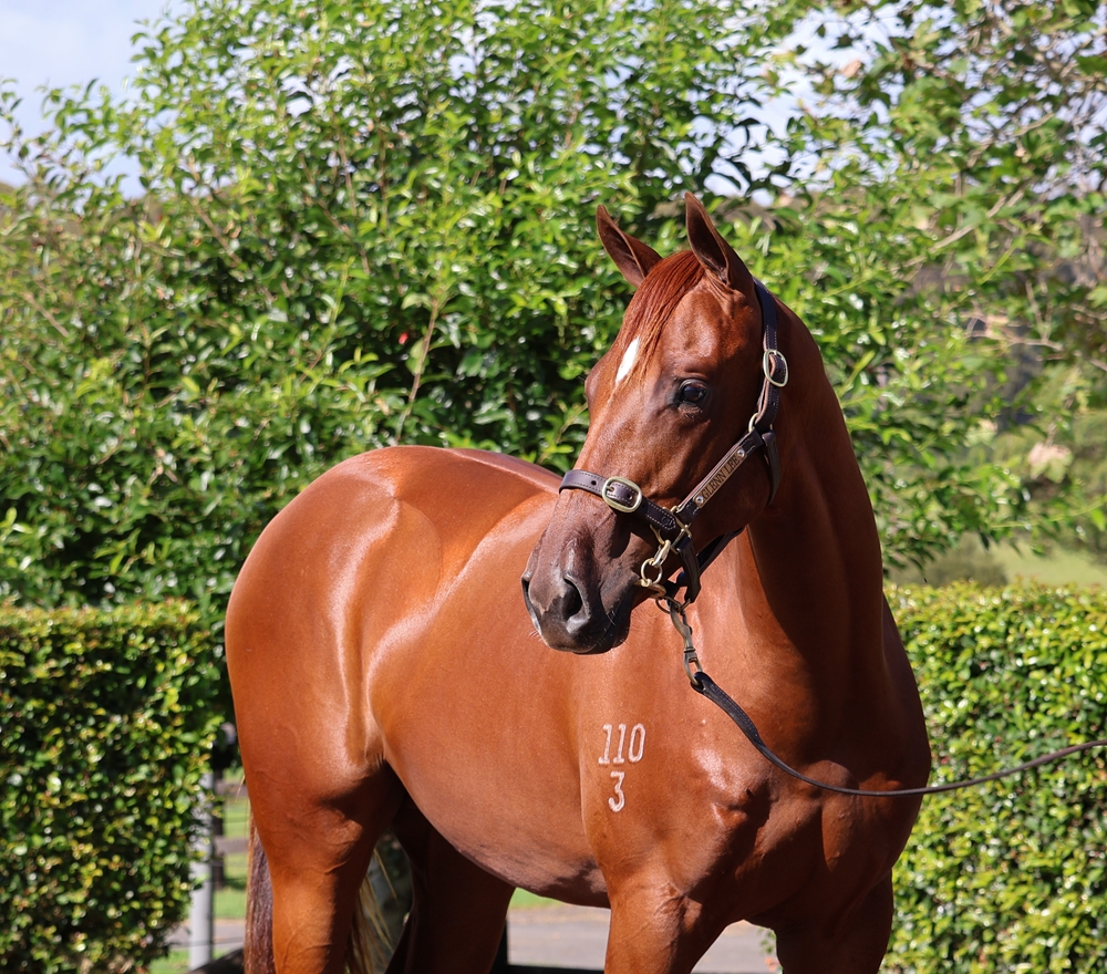 Saxon Warrior (JPN) / Joliette (NZ) 2023 Colt - Image 2