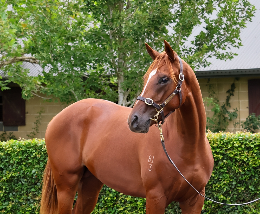 Castelvecchio (AUS) / Kebede (AUS) 2023 Colt - Image 2