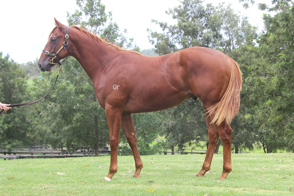 Anders (AUS) / Scrutineer (AUS) 2023 Colt - Image 1