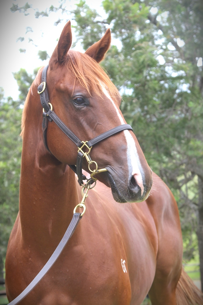 Anders (AUS) / Scrutineer (AUS) 2023 Colt - Image 2