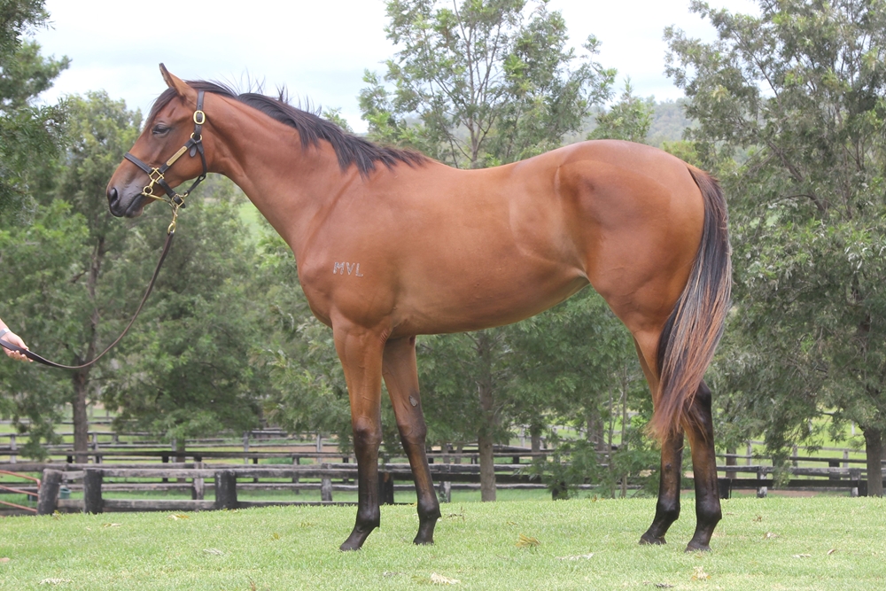 Written By (AUS) / Elliptical Orbit (USA) 2023 Filly - Image 1