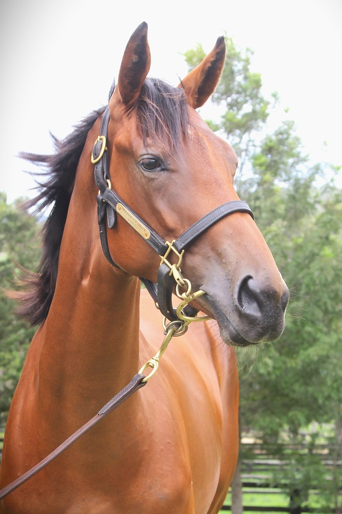 Written By (AUS) / Elliptical Orbit (USA) 2023 Filly - Image 2