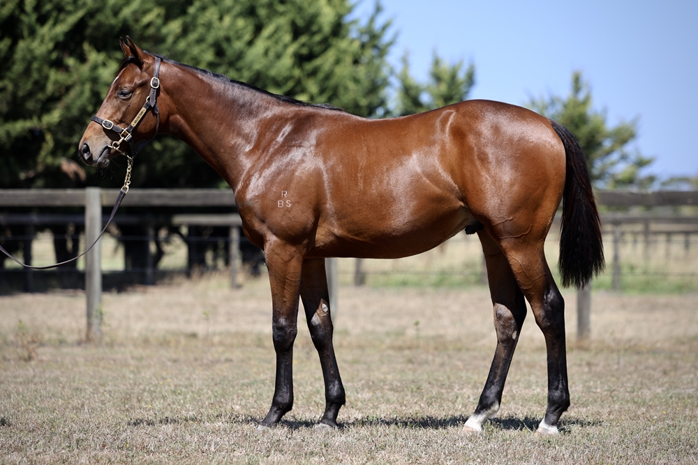Blue Point (IRE) / Uranie (AUS) 2023 Colt - Image 1