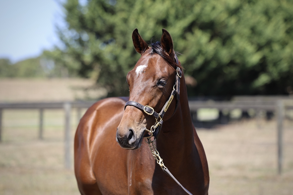 Blue Point (IRE) / Uranie (AUS) 2023 Colt - Image 2