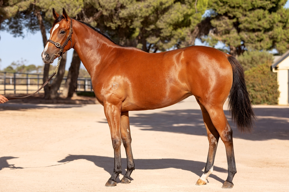 Headwater (AUS) / Miss Labelle (AUS) 2023 Filly - Image 1