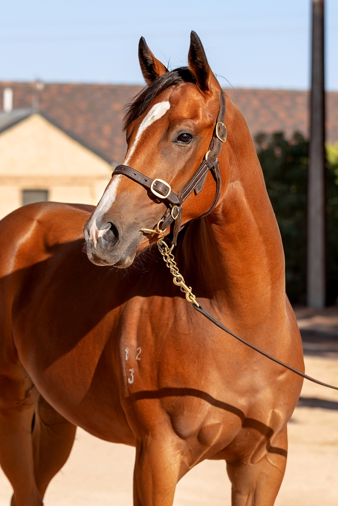 Headwater (AUS) / Miss Labelle (AUS) 2023 Filly - Image 2