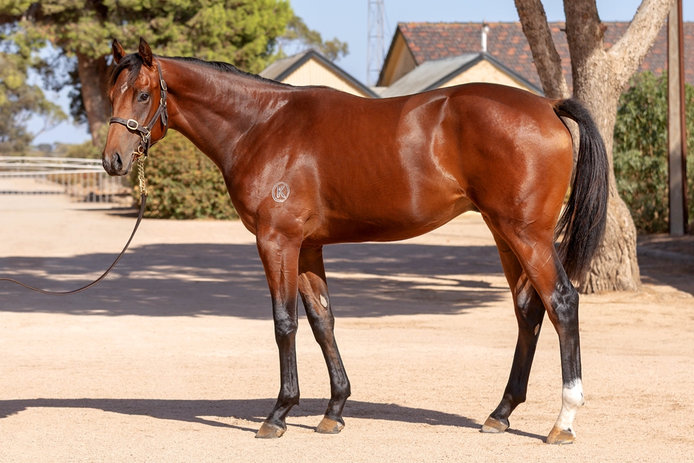 Russian Revolution (AUS) / Sweet Melody (NZ) 2023 Colt - Image 1