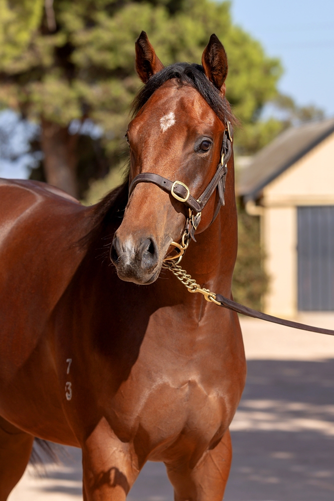 Russian Revolution (AUS) / Sweet Melody (NZ) 2023 Colt - Image 2