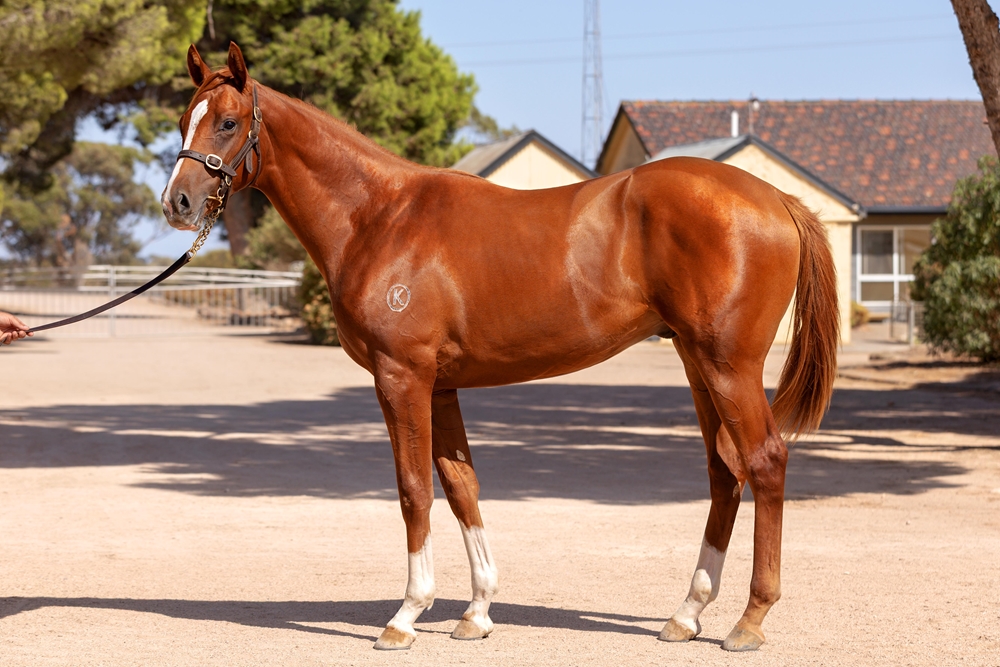 Kermadec (NZ) / Tabulated (AUS) 2023 Colt - Image 1