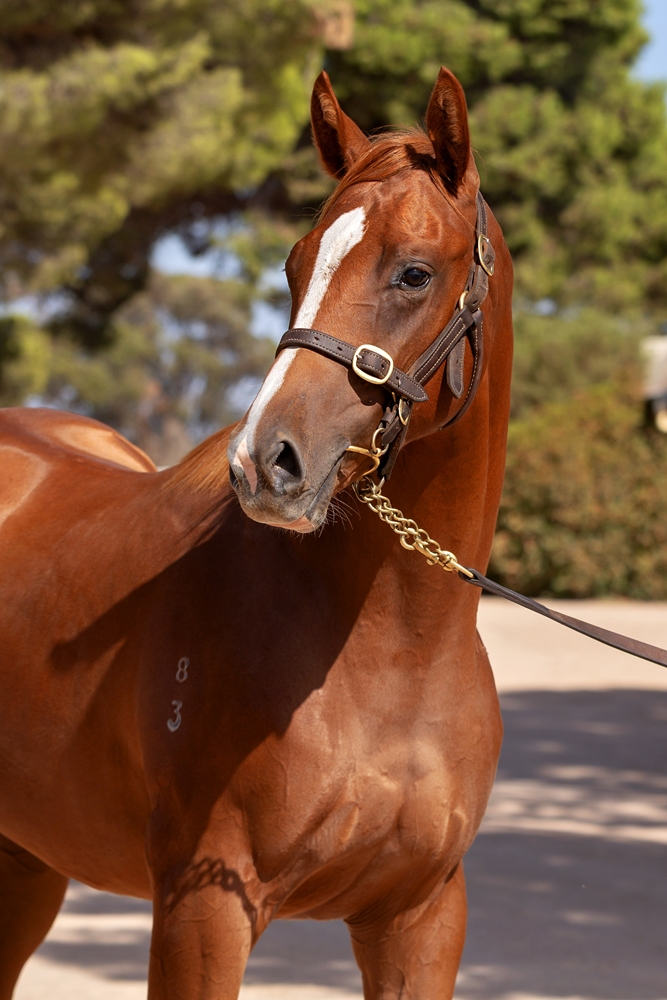 Kermadec (NZ) / Tabulated (AUS) 2023 Colt - Image 2