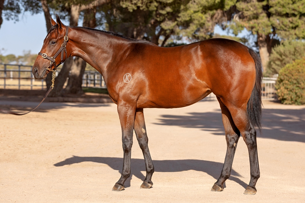 Pinatubo (IRE) / Tagreeda (AUS) 2023 Filly - Image 1