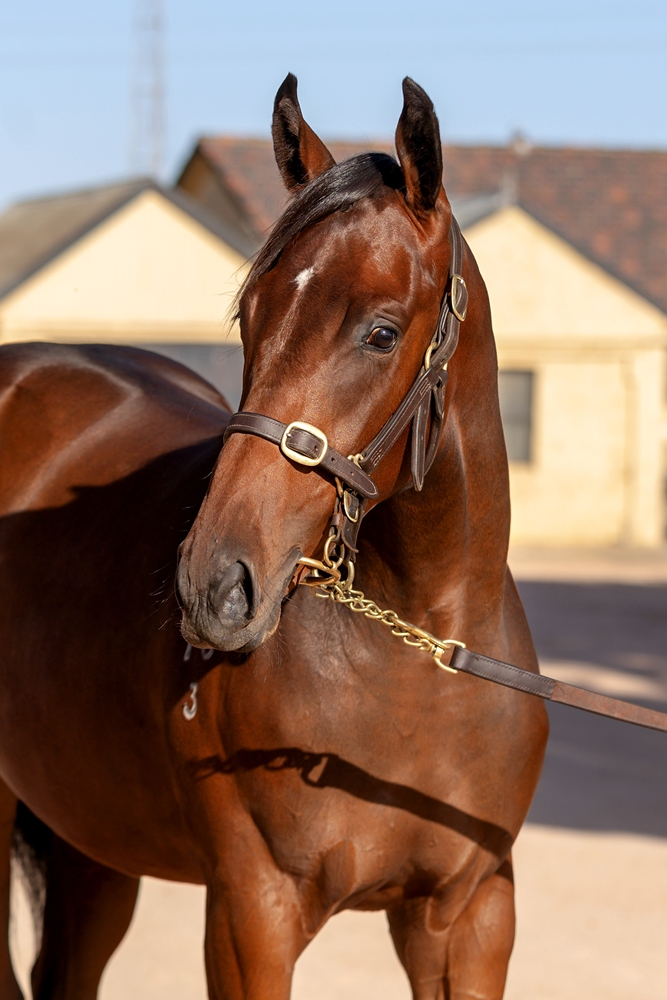 Pinatubo (IRE) / Tagreeda (AUS) 2023 Filly - Image 2