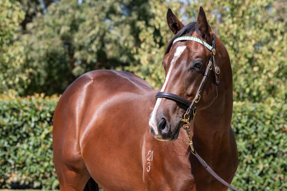 Sandbar (AUS) / Moss My Name (AUS) 2023 Colt - Image 1