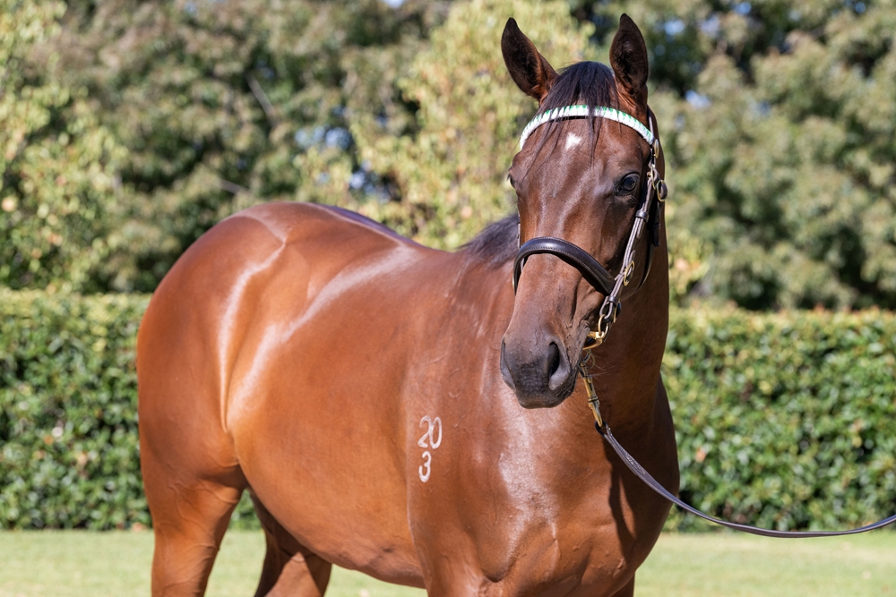 Exceedance (AUS) / Casa de Lago (AUS) 2023 Filly - Image 1