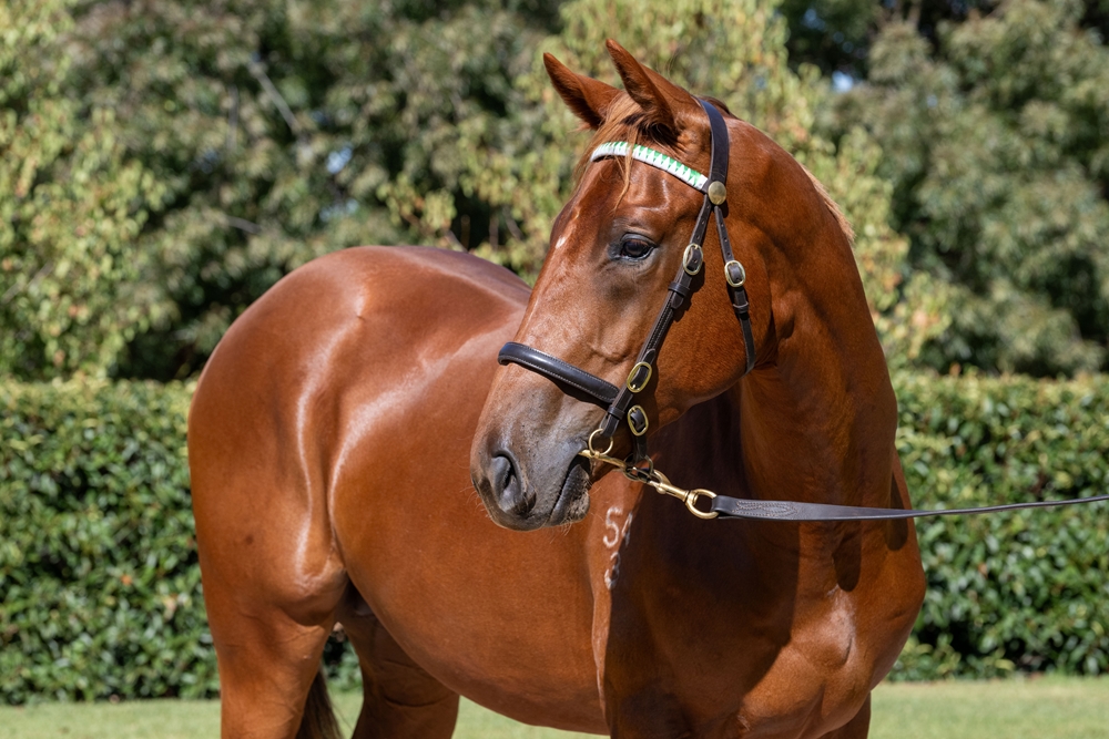 Prized Icon (AUS) / Casino Ace (AUS) 2023 Colt - Image 1