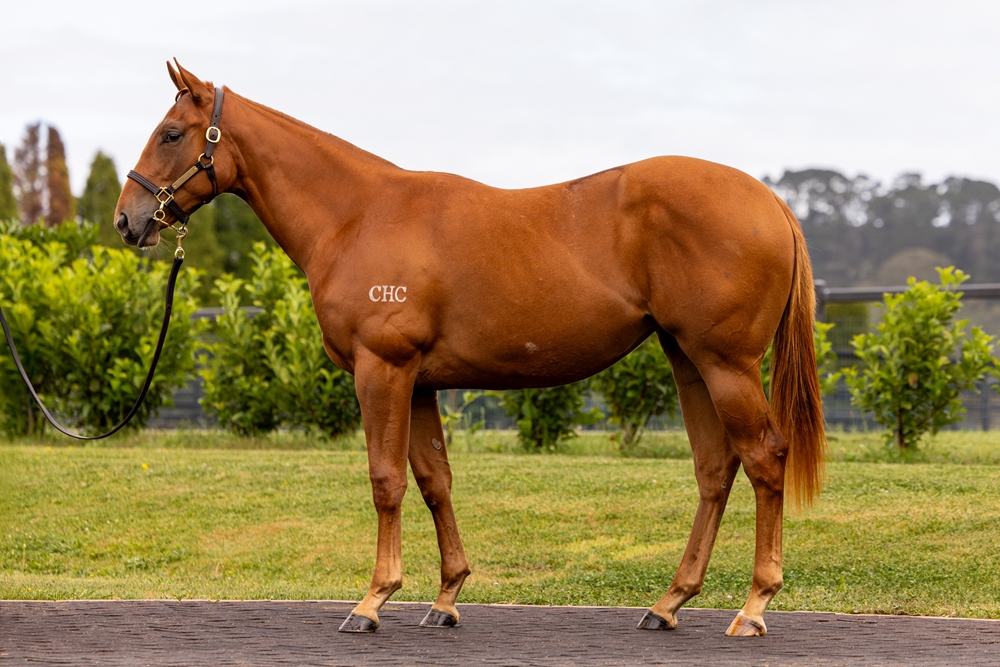Hanseatic (AUS) / Strykum (AUS) 2023 Filly - Image 1