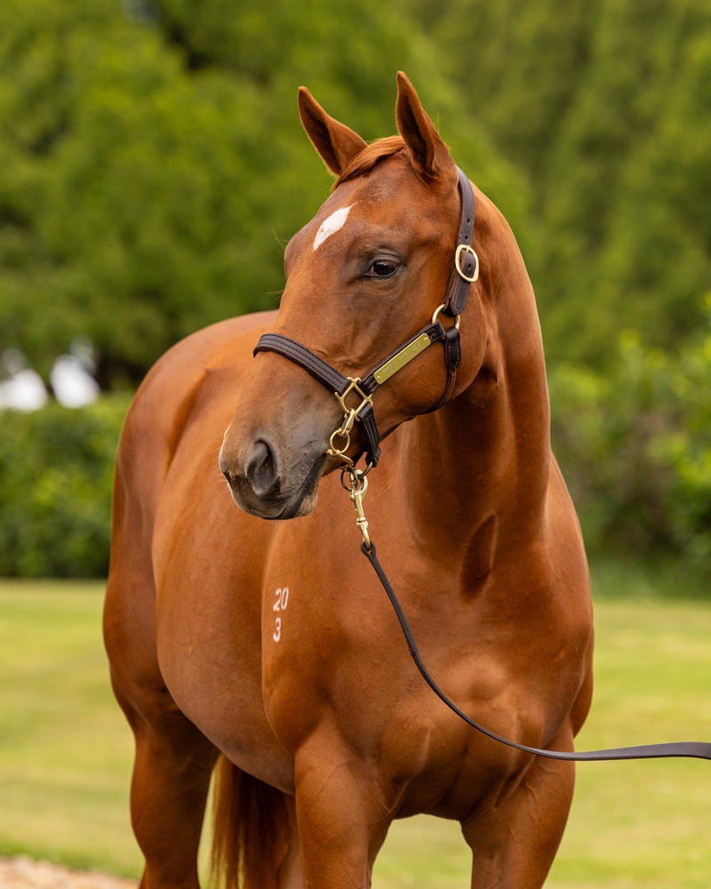 Hanseatic (AUS) / Strykum (AUS) 2023 Filly - Image 2