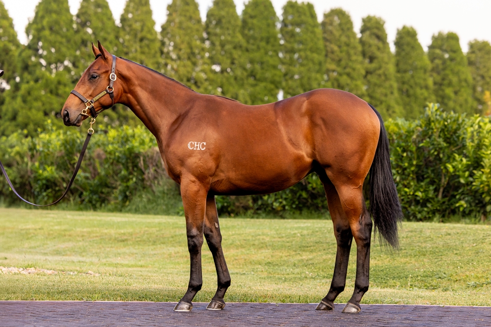 Strasbourg (AUS) / Exotic Blend (AUS) 2023 Colt - Image 1