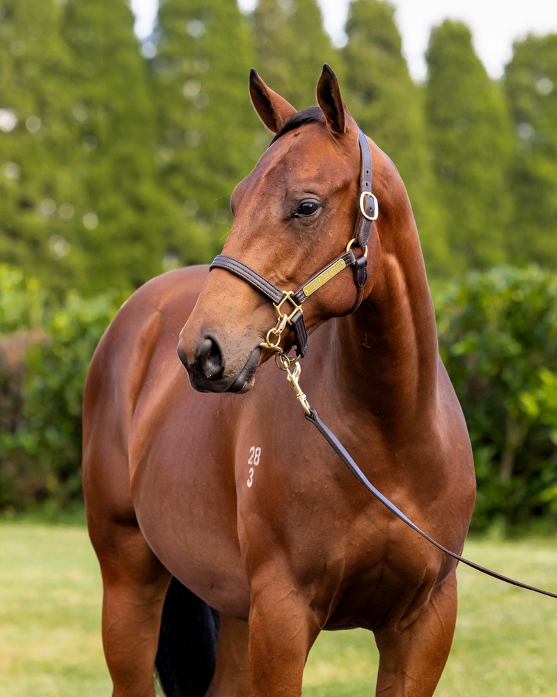 Strasbourg (AUS) / Exotic Blend (AUS) 2023 Colt - Image 2