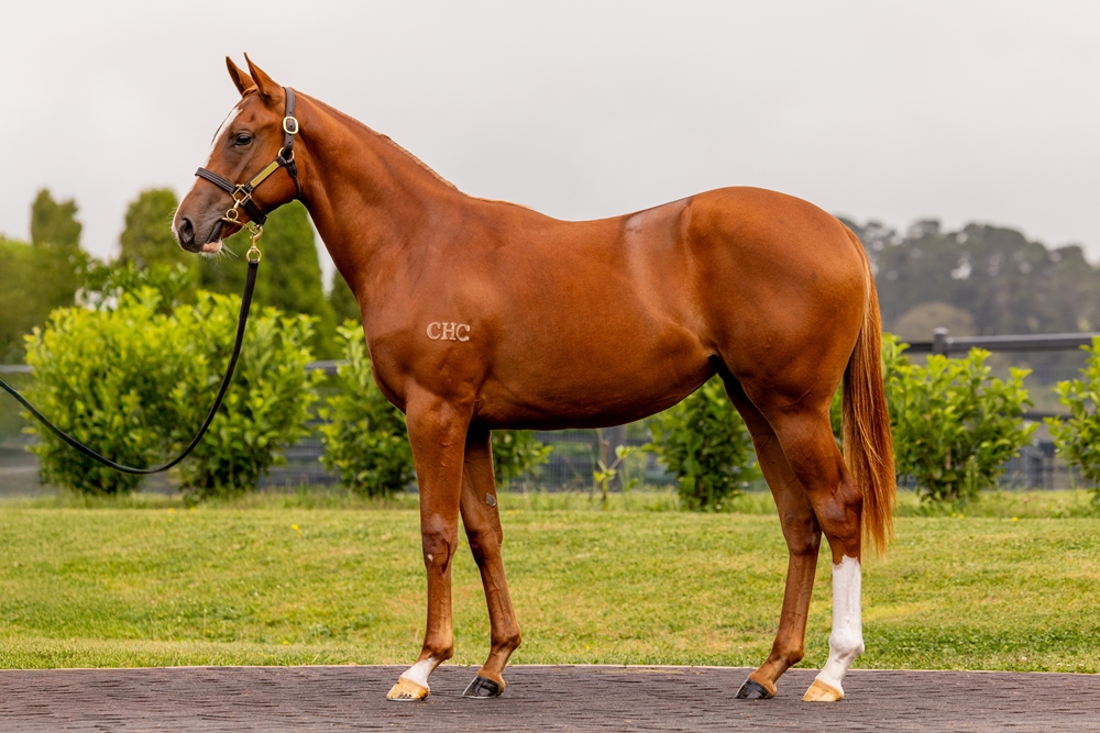 Russian Revolution (AUS) / Germanotta (AUS) 2023 Filly - Image 1