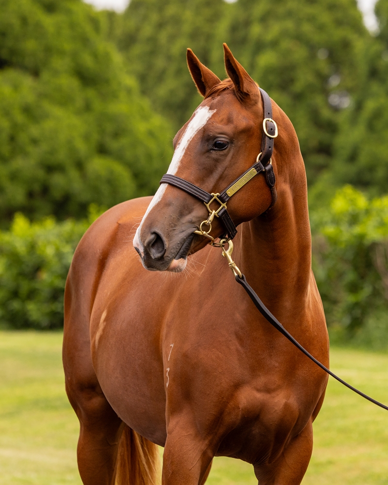 Russian Revolution (AUS) / Germanotta (AUS) 2023 Filly - Image 2