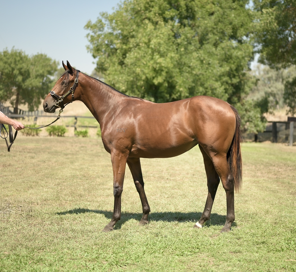 Tiger of Malay (AUS) / Mintha (AUS) 2023 Filly - Image 1
